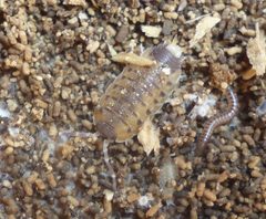 Porcellionidae by (c) Even Dankowicz, some rights reserved (CC BY), uploaded by Even Dankowicz. Used under a CC-BY license.