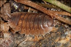 Porcellio laevis by (c) RAP, some rights reserved (CC BY), uploaded by RAP. Used under a CC-BY license.