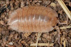 Porcellio laevis by (c) RAP, some rights reserved (CC BY), uploaded by RAP. Used under a CC-BY license.