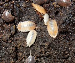 Porcellio laevis by (c) Henry de Lange, some rights reserved (CC BY), uploaded by Henry de Lange. Used under a CC-BY license.