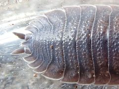 Porcellio scaber by (c) Alexis Tinker-Tsavalas, some rights reserved (CC BY), uploaded by Alexis Tinker-Tsavalas. Used under a CC-BY license.