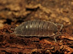Porcellio scaber by (c) Katja Schulz, some rights reserved (CC BY). Used under a CC-BY license.