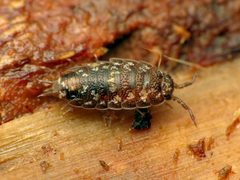 Styloniscidae by (c) Katja Schulz, some rights reserved (CC BY). Used under a CC-BY license.