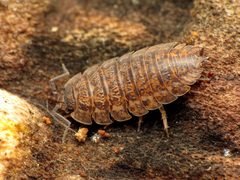 Trachelipus by (c) Katja Schulz, some rights reserved (CC BY). Used under a CC-BY license.