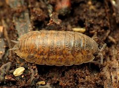 Trachelipus rathkii by (c) Katja Schulz, some rights reserved (CC BY). Used under a CC-BY license.