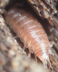 Hyloniscus by no rights reserved, uploaded by Adam Kranz. Used under a CC0 license.
