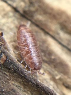 Hyloniscus by (c) Jared Shorma, some rights reserved (CC BY), uploaded by Jared Shorma. Used under a CC-BY license.