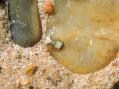 Exosphaeroma diminutum by (c) Sam Kieschnick, some rights reserved (CC BY), uploaded by Sam Kieschnick. Used under a CC-BY license.