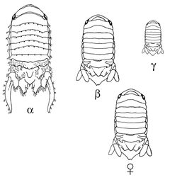 Paracerceis by (c) http://www4.nau.edu/isopod/, some rights reserved (CC BY). Used under a CC-BY license.