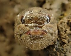 Sphaeroma by (c) Saryu Mae 前 朝琉, some rights reserved (CC BY), uploaded by Saryu Mae 前 朝琉. Used under a CC-BY license.