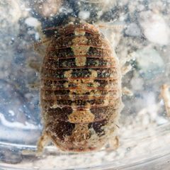 Sphaeroma by (c) Ken-ichi Ueda, some rights reserved (CC BY), uploaded by Ken-ichi Ueda. Used under a CC-BY license.