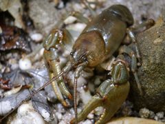 Cambarus by (c) 116916927065934112165, some rights reserved (CC BY), uploaded by 116916927065934112165. Used under a CC-BY license.