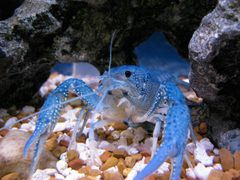 Procambarus alleni by (c) Nathan Daly, some rights reserved (CC BY). Used under a CC-BY license.