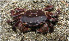 Hemigrapsus nudus by (c) Dan Hershman, some rights reserved (CC BY). Used under a CC-BY license.