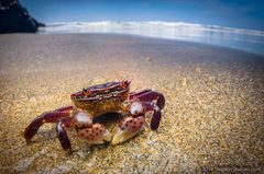 Hemigrapsus nudus by (c) Thomas Shahan, some rights reserved (CC BY). Used under a CC-BY license.