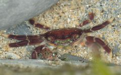 Hemigrapsus nudus by no rights reserved, uploaded by Jesse Rorabaugh. Used under a CC0 license.