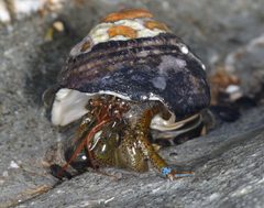 Pagurus samuelis by (c) Don Loarie, some rights reserved (CC BY). Used under a CC-BY license.