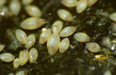 Ostracoda by (c) Steve Kerr, some rights reserved (CC BY), uploaded by Steve Kerr. Used under a CC-BY license.