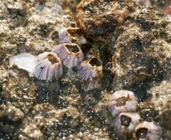 Amphibalanus amphitrite by (c) Toby, some rights reserved (CC BY), uploaded by Toby. Used under a CC-BY license.