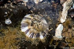 Amphibalanus amphitrite by (c) Shaunak Modi, some rights reserved (CC BY), uploaded by Shaunak Modi. Used under a CC-BY license.