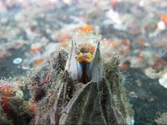 Balanus nubilus by (c) Ken-ichi Ueda, some rights reserved (CC BY), uploaded by Ken-ichi Ueda. Used under a CC-BY license.