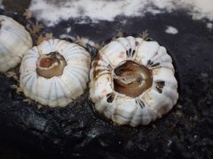 Coronula diadema by (c) Cricket Raspet, some rights reserved (CC BY), uploaded by Cricket Raspet. Used under a CC-BY license.