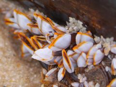 Lepadidae by (c) 116916927065934112165, some rights reserved (CC BY), uploaded by 116916927065934112165. Used under a CC-BY license.
