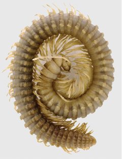 Callipodida by (c) 
Weixin Liu, Mingyi Tian, some rights reserved (CC BY). Used under a CC-BY license.