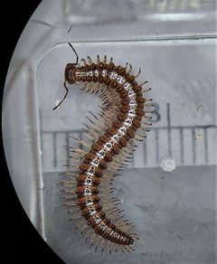 Conotyla ocypetes by (c) Derek Hennen, some rights reserved (CC BY), uploaded by Derek Hennen. Used under a CC-BY license.