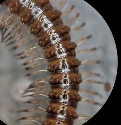 Conotyla ocypetes by (c) Derek Hennen, some rights reserved (CC BY), uploaded by Derek Hennen. Used under a CC-BY license.