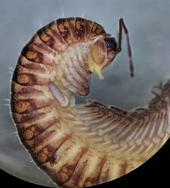 Conotyla ocypetes by (c) Derek Hennen, some rights reserved (CC BY), uploaded by Derek Hennen. Used under a CC-BY license.