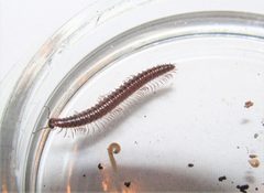 Conotyla ocypetes by (c) Derek Hennen, some rights reserved (CC BY), uploaded by Derek Hennen. Used under a CC-BY license.