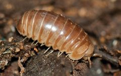 Protoglomeridae by (c) Jan Philip Oeyen and Thomas Wesener, some rights reserved (CC BY). Used under a CC-BY license.