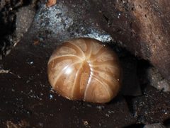 Protoglomeridae by (c) Jan Philip Oeyen and Thomas Wesener, some rights reserved (CC BY). Used under a CC-BY license.