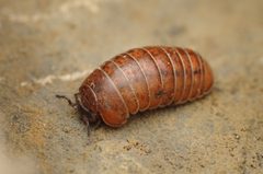 Protoglomeridae by (c) Ludivine Lamare, some rights reserved (CC BY), uploaded by Ludivine Lamare. Used under a CC-BY license.
