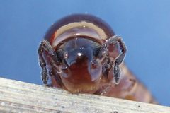 Aniulus garius by (c) Even Dankowicz, some rights reserved (CC BY), uploaded by Even Dankowicz. Used under a CC-BY license.
