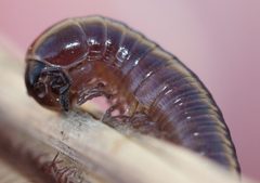 Aniulus garius by (c) Even Dankowicz, some rights reserved (CC BY), uploaded by Even Dankowicz. Used under a CC-BY license.