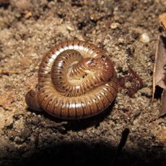 Uroblaniulus by (c) Derek Hennen, some rights reserved (CC BY), uploaded by Derek Hennen. Used under a CC-BY license.