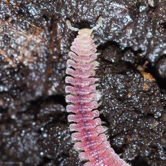 Gosodesmus claremontus by (c) Ken-ichi Ueda, some rights reserved (CC BY), uploaded by Ken-ichi Ueda. Used under a CC-BY license.