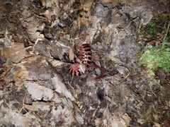 Sigmoria nigrimontis by (c) Derek Hennen, some rights reserved (CC BY), uploaded by Derek Hennen. Used under a CC-BY license.