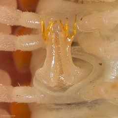 Xystocheir dissecta by (c) Ken-ichi Ueda, some rights reserved (CC BY), uploaded by Ken-ichi Ueda. Used under a CC-BY license.