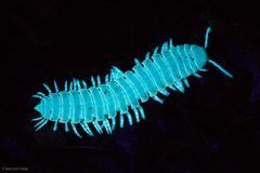Xystocheir dissecta by (c) Ken-ichi Ueda, some rights reserved (CC BY), uploaded by Ken-ichi Ueda. Used under a CC-BY license.
