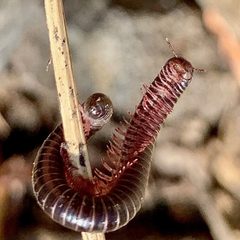 Atopetholidae by (c) Bill Levine, some rights reserved (CC BY), uploaded by Bill Levine. Used under a CC-BY license.