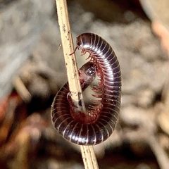 Atopetholidae by (c) Bill Levine, some rights reserved (CC BY), uploaded by Bill Levine. Used under a CC-BY license.
