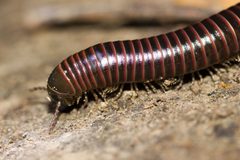 Tylobolus by (c) Ken-ichi Ueda, some rights reserved (CC BY). Used under a CC-BY license.