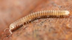 Chordeumatida by (c) Casey H. Richart, some rights reserved (CC BY), uploaded by Casey H. Richart. Used under a CC-BY license.