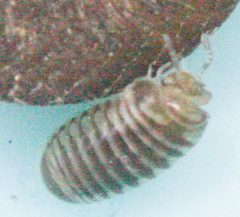 Glomeroides primus by no rights reserved, uploaded by Scott Loarie. Used under a CC0 license.