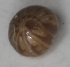 Glomeroides primus by no rights reserved, uploaded by Scott Loarie. Used under a CC0 license.