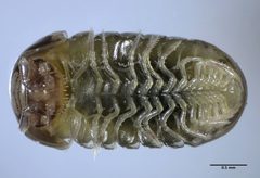Glomeroides primus by (c) Don Loarie, some rights reserved (CC BY). Used under a CC-BY license.