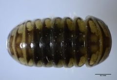 Glomeroides primus by (c) Don Loarie, some rights reserved (CC BY). Used under a CC-BY license.